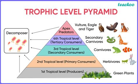 Lower Trophic Level Foods are Healthier